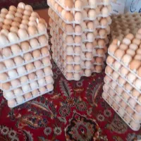 تخم مرغ محلی