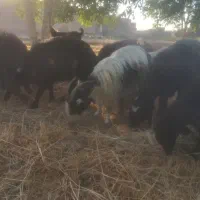 بز شیری