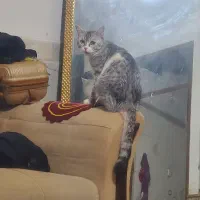 یه گربه ناز وبا ادب ومهربون وحرف گوش کن