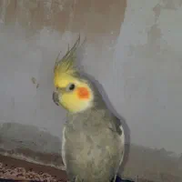 عروس هلندی گم شده