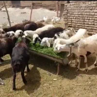 فروش ۹تا‌میش‌پلنگی‌سفید‌درجه‌همه‌جوان‌خوب