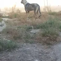 سرابی اصیل ۱۲ ماهه