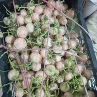 میوه سپستان تازه