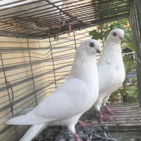 نوک ریز چشم و نوک نقش و پرش