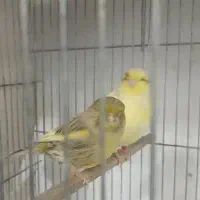 قناری نر وماده سبز.یلوفکتور.سوپری.کاکلی.گلاستر