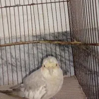 عروس هلندی نر