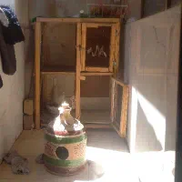 گنجه / پرنده / قفس