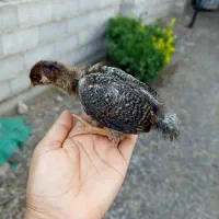 جوجه 30روزه