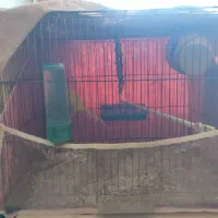 مرغ عشق با قفس