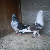 کبوتر پرشی خوب
