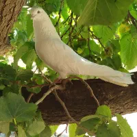 نر چشم نوک سفید عروسک