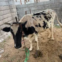 گاو ماده آبستن