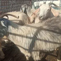 بز چاق