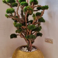 درختچه جاودان درحدنو