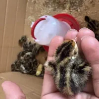 جوجه بلدرچین 10 روزه