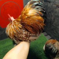 کوشین ردمتلد نسل وارداتی