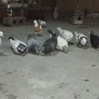 11عدد کبوتر بضمانت غریب و پرش