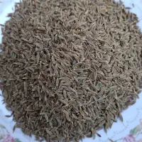 زیره سبز سروستان