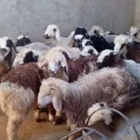 بره بومی و شیرازی سبک