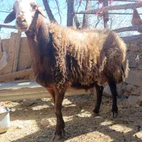 قوچ هارو درجه یک بهترین برای اصلاح نژاد