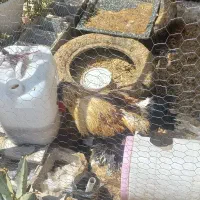 مرغ و خروس محلی و خروس سلطان