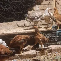 جوجه رسمی