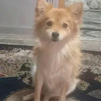 پامرین ماده