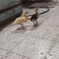 جوجه اردک