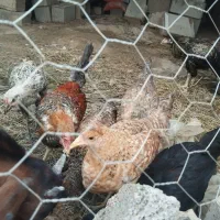 خلفه خروس و باری