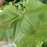 برگ مو تازه