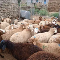 فروش توغلونر