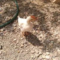 جوجه یه ماهه