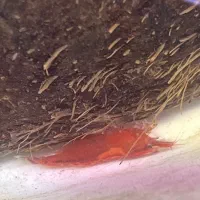 میگو شیریمپ رد چری