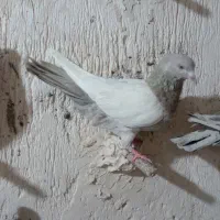 کفتر رنگی