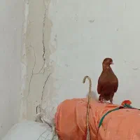 کبوتر سرخ و کله سبز