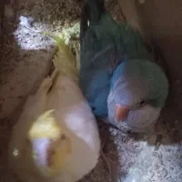 راهب وعروس جفت