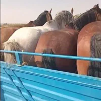 با سلام خرید فروش اسب مادیان