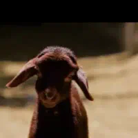 بره نر هموزیگوت