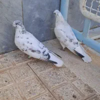 کبوتر درجه یک پرش سنگین