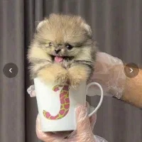 پامرین تی کاپ (فنجونی)