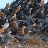 جوجه بومی تخم گذار محلی