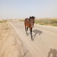 یک اسب نریون جوان