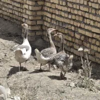 قوغاز|حیوانات مزرعه|خمین, |دیوار
