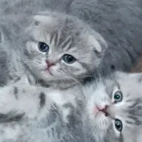 گربه اسکاتیش