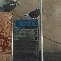 دوتا کفتر ساعتی زاغ گمشده