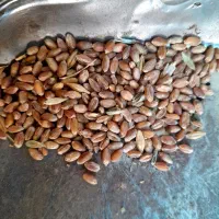 گندم گاسکوژن حدود ۲ تن