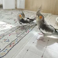 عروس هلندی