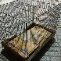 قفس