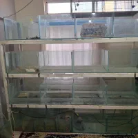 فروش سیستم بسته پرورش ماهی و اکواریم / اکواریوم