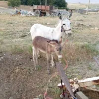 فروش خر الاق با کره نر